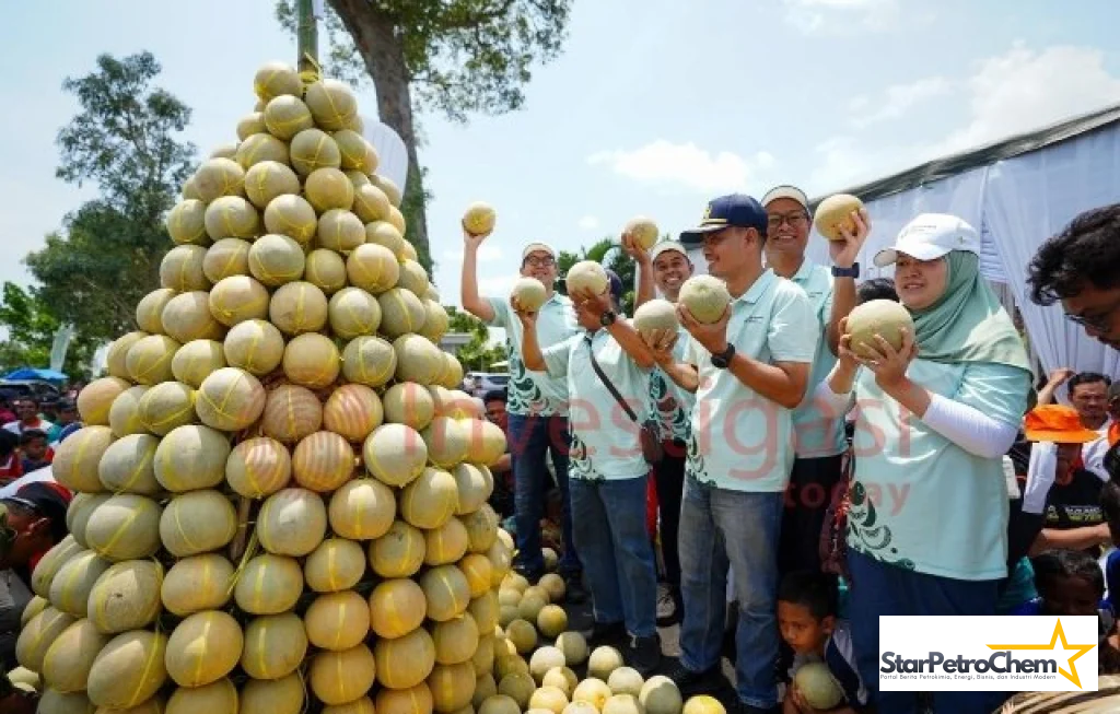 Produktivitas Melon Pantura